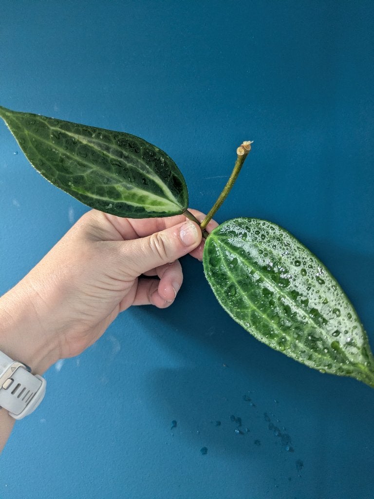Hoya Latifolia 'Pot of Gold' stek, Verzenden, Halfschaduw, Minder dan 100 cm