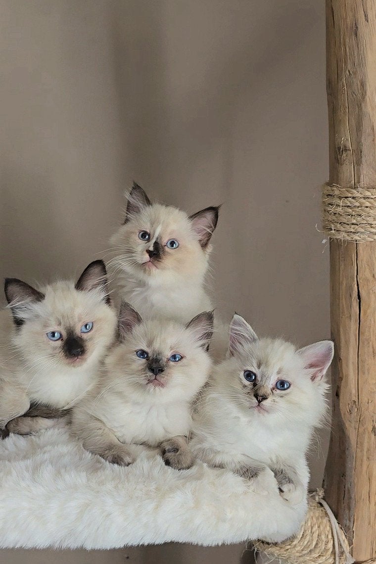 Raszuivere Ragdoll kittens!, Meerdere dieren, Ontwormd