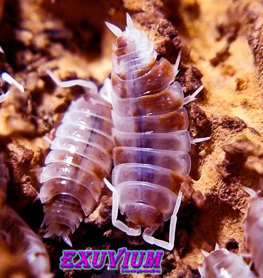 Porcellionides pruinosus Red Koi isopods / pissebedden, Dieren en Toebehoren, Insecten en Spinnen, Overige soorten