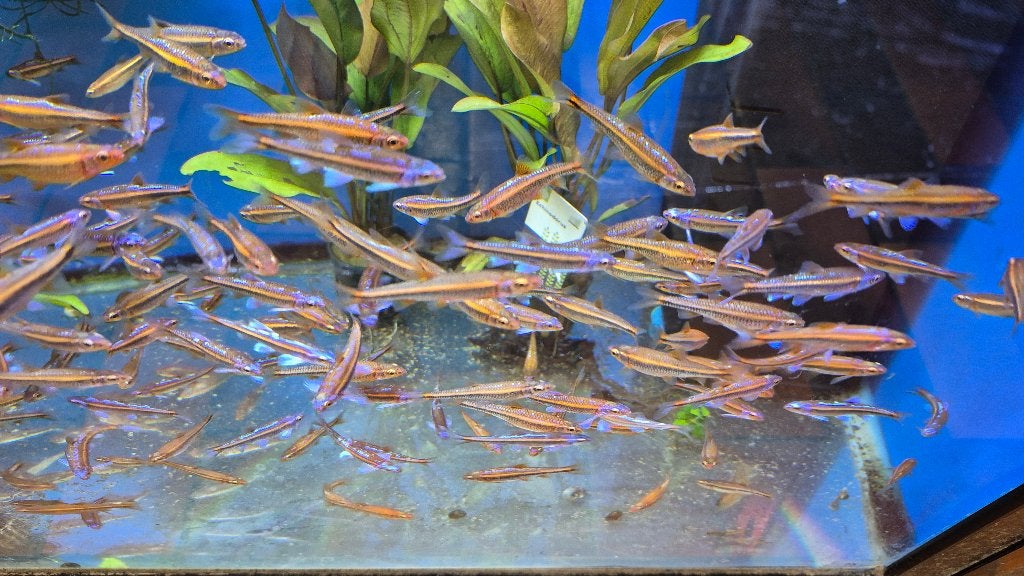 Rainbow Shiner, Dieren en Toebehoren, Vis, Zoetwatervis, Schoolvis