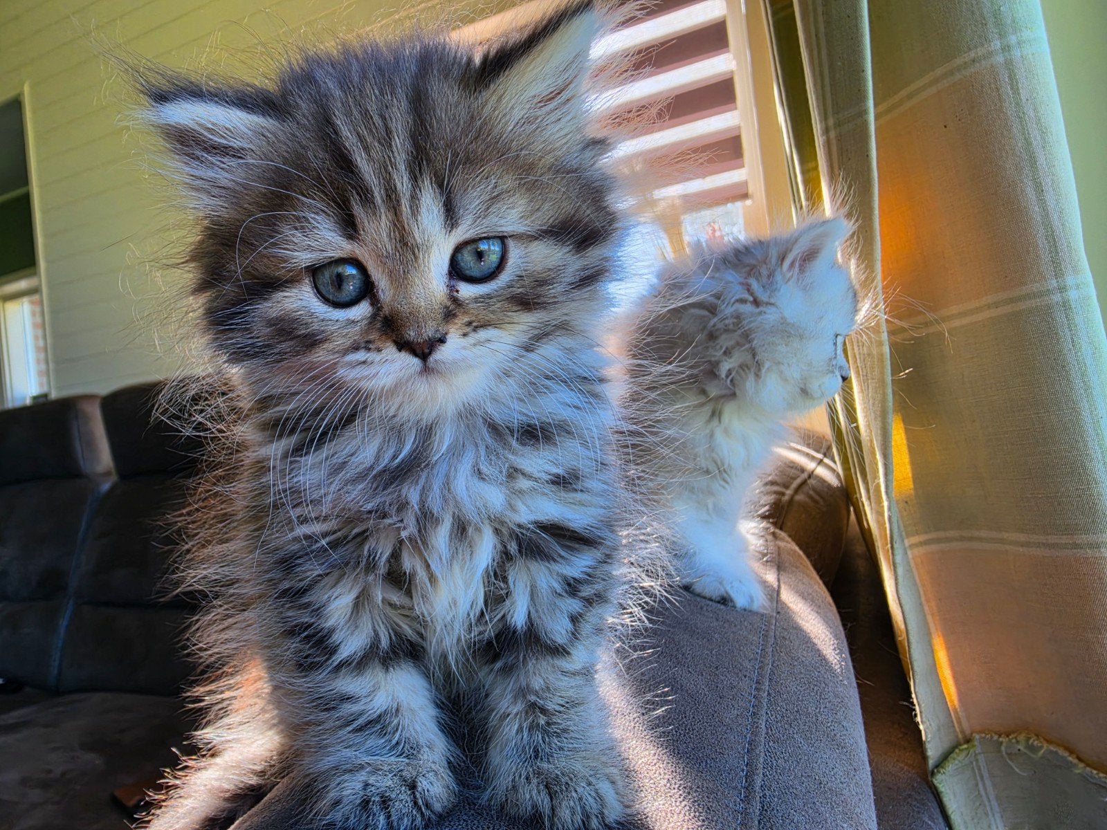 Britse korthaar x Britse langhaar kittens, Dieren en Toebehoren, Meerdere dieren, Ontwormd