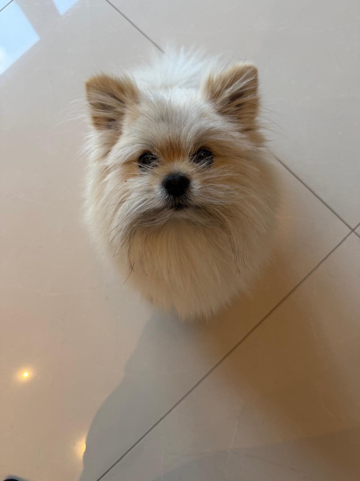 Dekreu aangeboden, Reu, Parvo, Eén hond, 3 tot 5 jaar