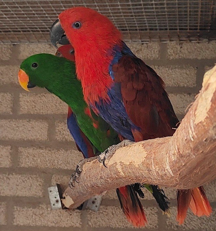 NG edel[a[egaaien koppel, Dieren en Toebehoren, Meerdere dieren, Papegaai, Geringd