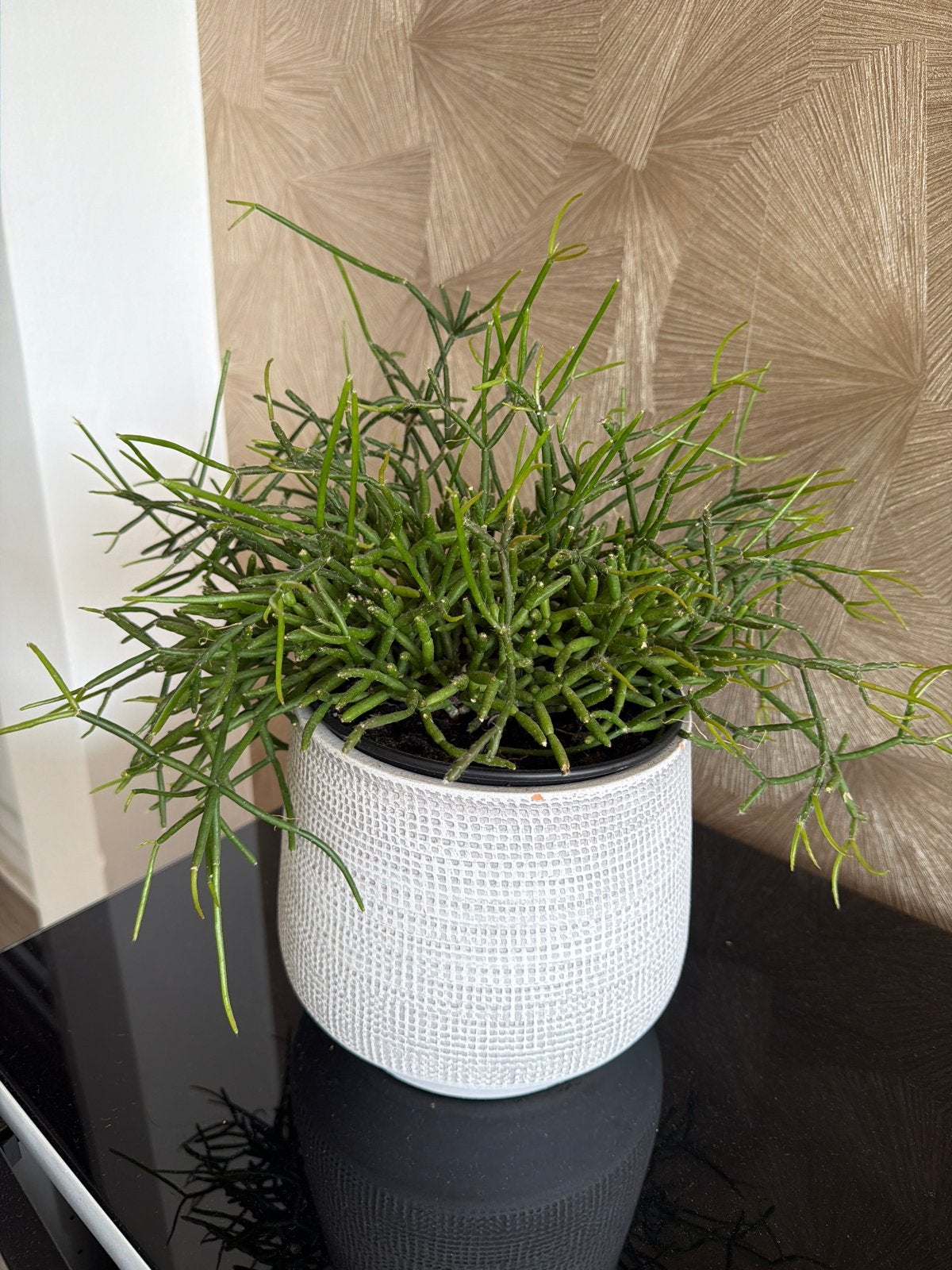Rhipsalis in pot - Groene kamerplant, Minder dan 100 cm, Groene kamerplant, Halfschaduw, Ophalen of Verzenden