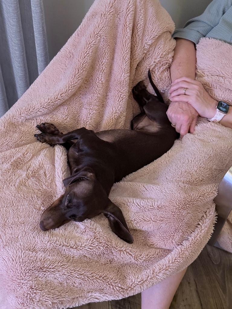 Kaninchen teckel, Kaninchen, Reu, 1 tot 2 jaar, Korthaar