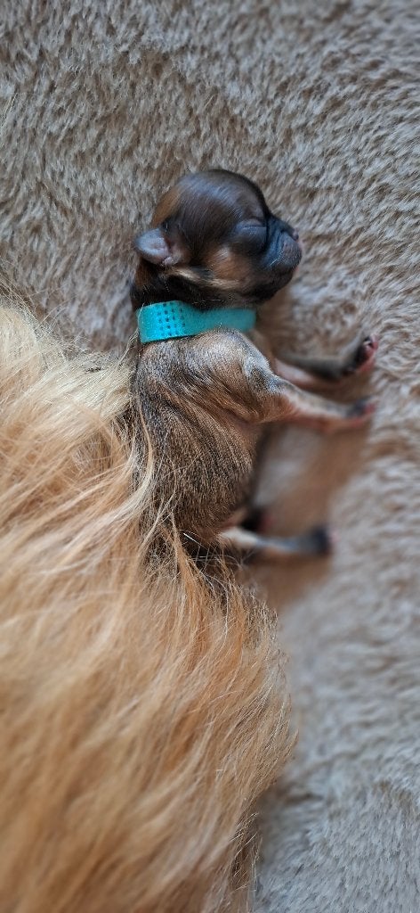 Pomeriaan pups 20 september geboren, Overige rassen, 8 tot 15 weken, Teef, Meerdere