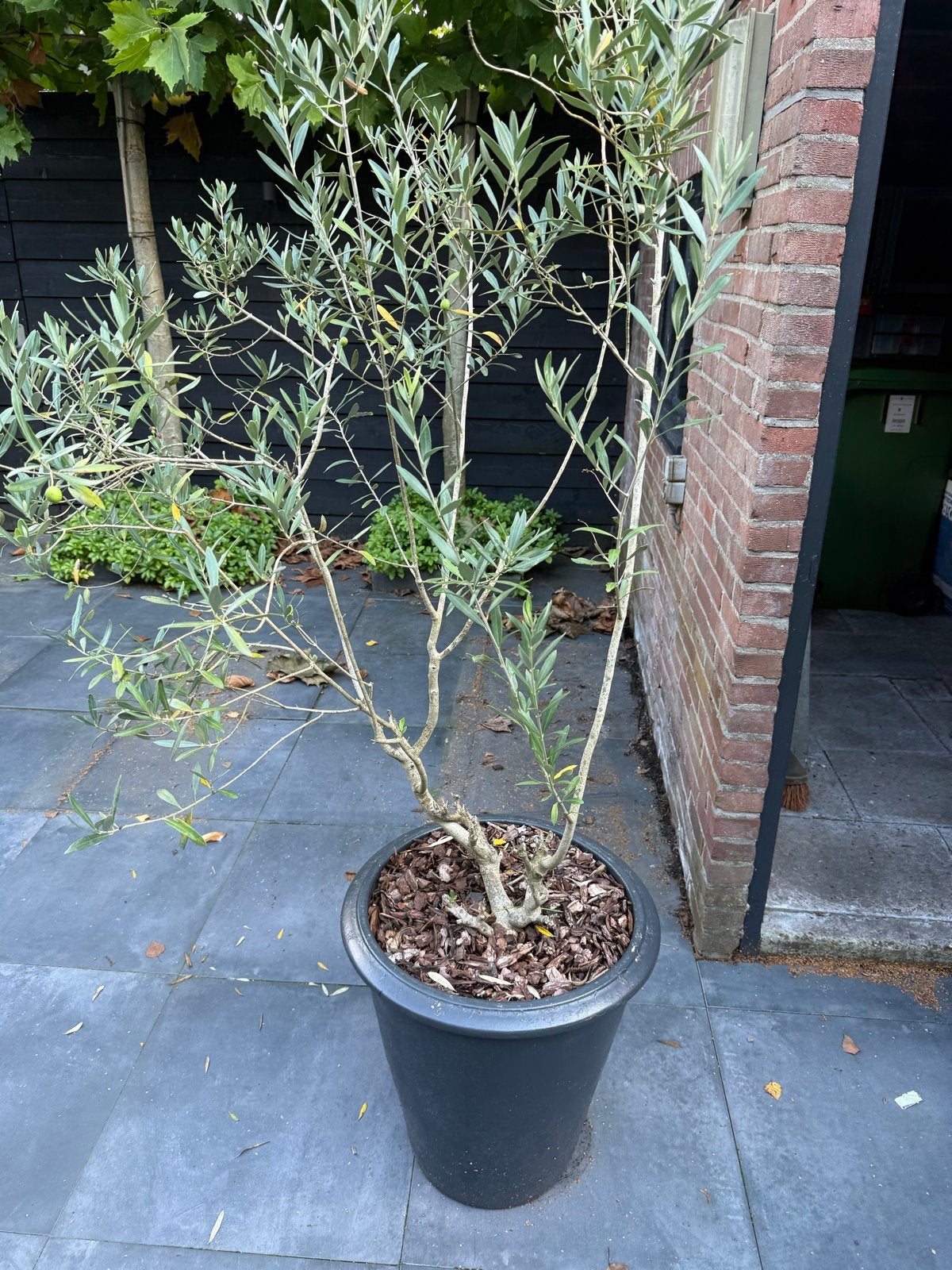 2x Olijfboom in pot - Mediterrane sfeer voor uw tuin, Volle zon, Vaste plant, Bloeit niet, Ophalen