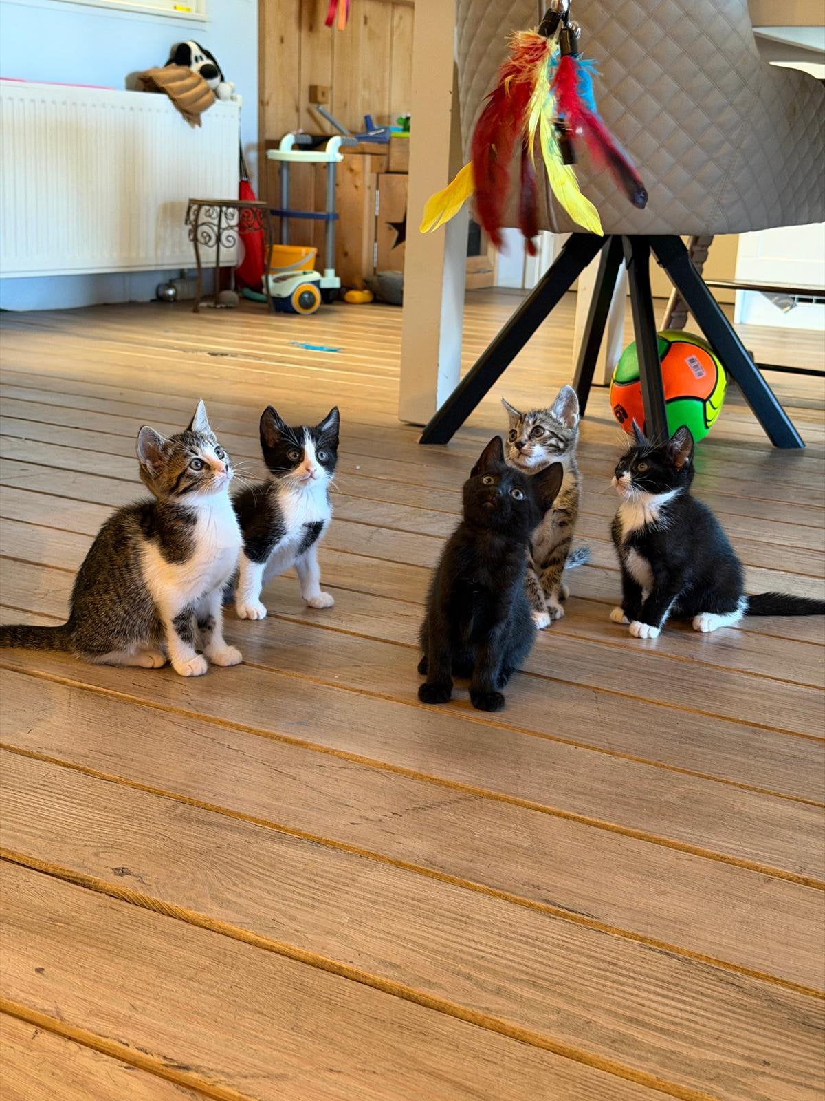 5  Kittens zoeken een huisje( alleen de zwarte kater nog), Dieren en Toebehoren, Katten en Kittens | Overige Katten, Meerdere dieren