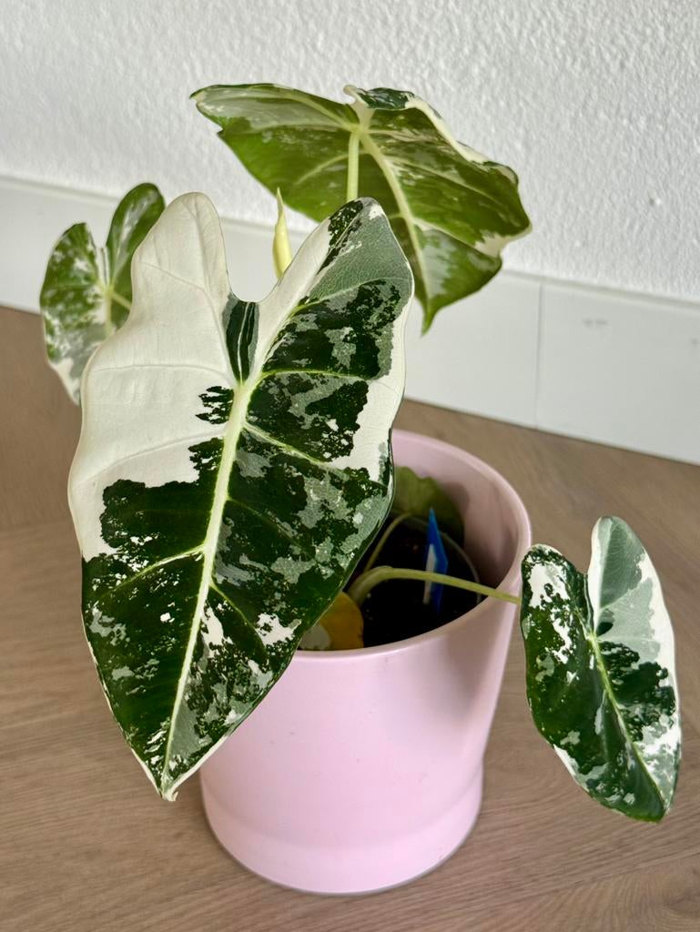 Beautiful Alocasia Frydek Variegata (Height:30cm), Huis en Inrichting, Kamerplanten, Ophalen, Halfschaduw, In pot, Minder dan 100 cm