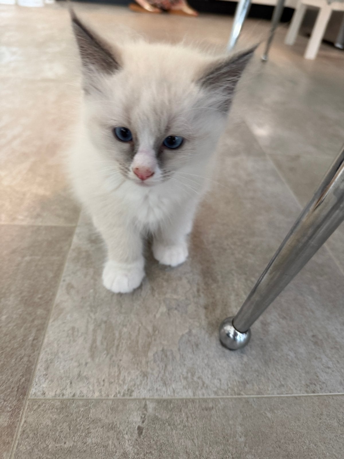 Foto 3 van Knappe ragdoll kitten (katertje)