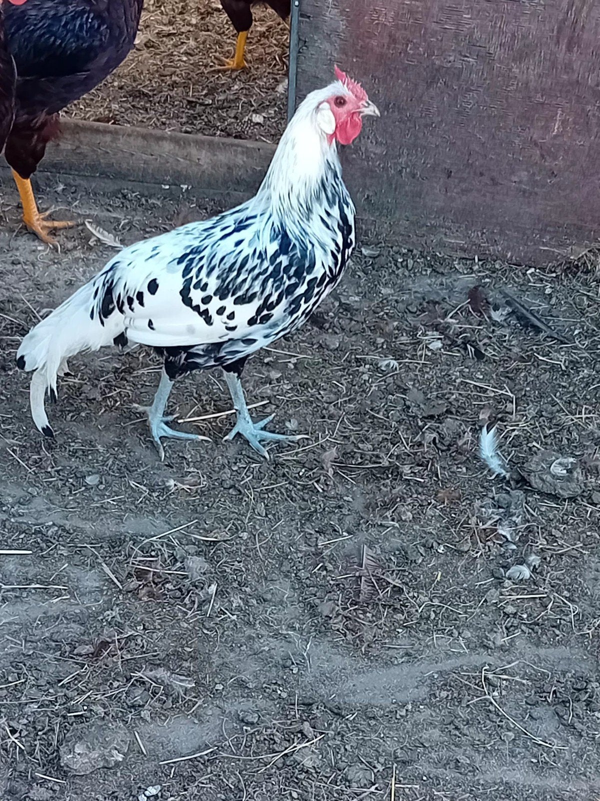 hollands hoen haan, Dieren en Toebehoren, Mannelijk, Kip