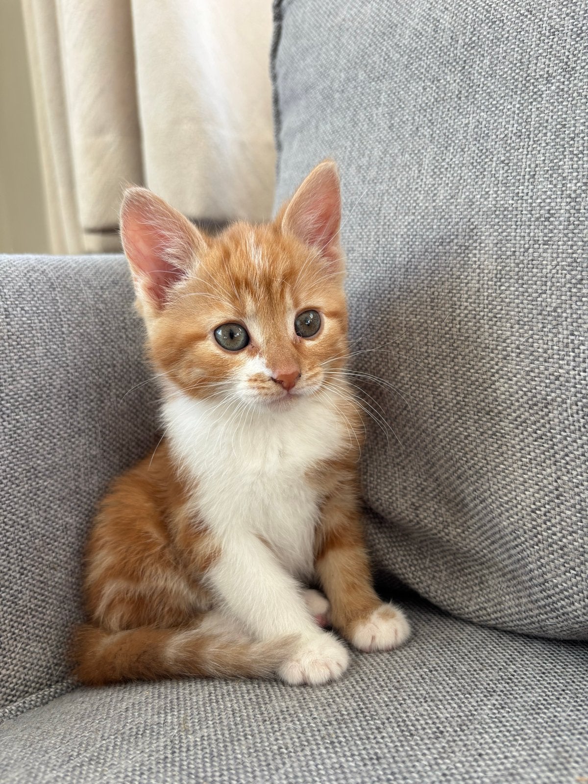 Kittens
