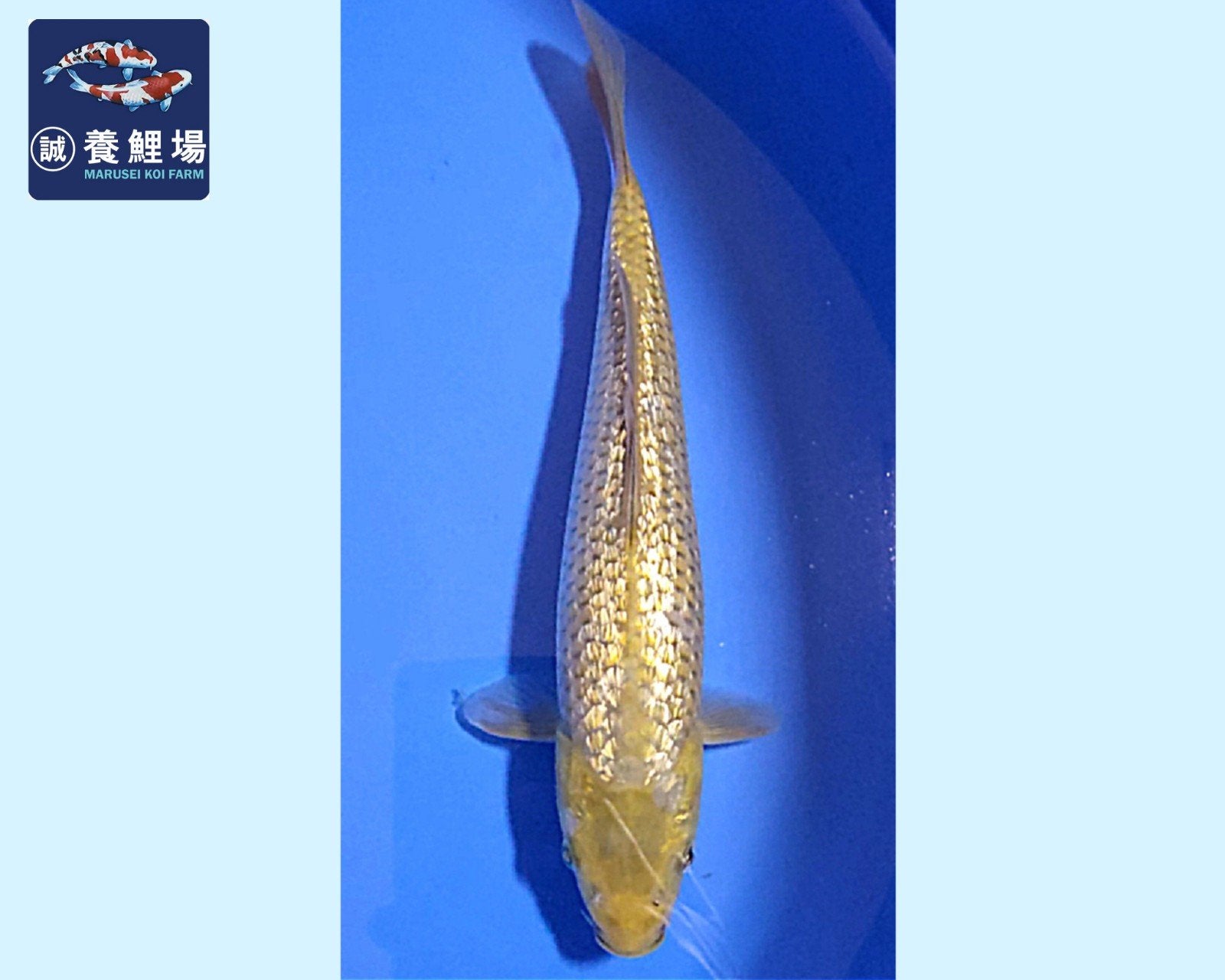 Japanse koi Ginrin Soragoi - Chagoi 19-21cm, Dieren en Toebehoren, Karper of Koi