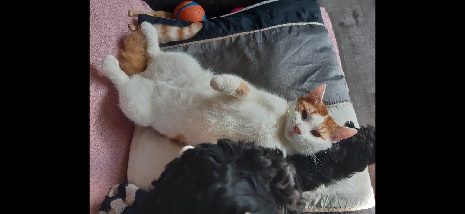 Katten (volw.) en kittens zoeken huisje, Meerdere dieren, 0 tot 2 jaar