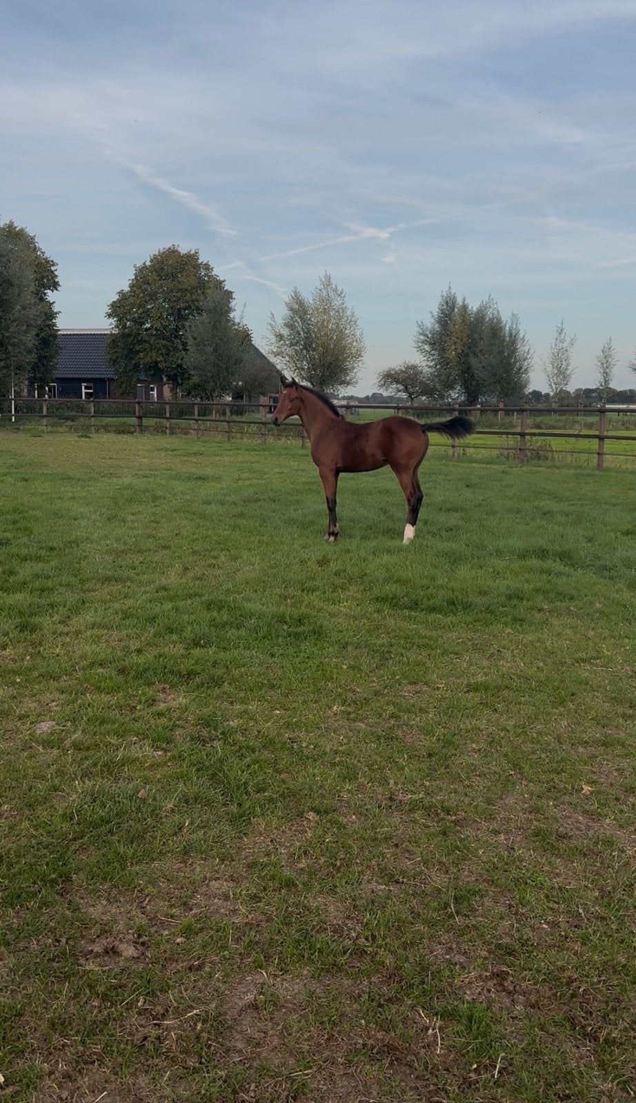 Prachtig hengstveulen O’toto van de wimphof x Galaxie, Minder dan 160 cm, Met stamboom, Dressuurpaard, 0 tot 2 jaar