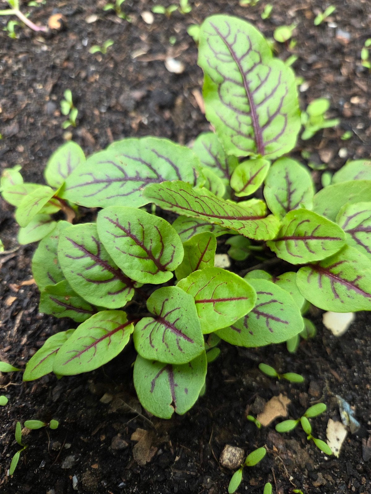 Bloedzuring planten, biologisch, Tuin en Terras, Ophalen, Eenjarig, Overige soorten, Volle zon