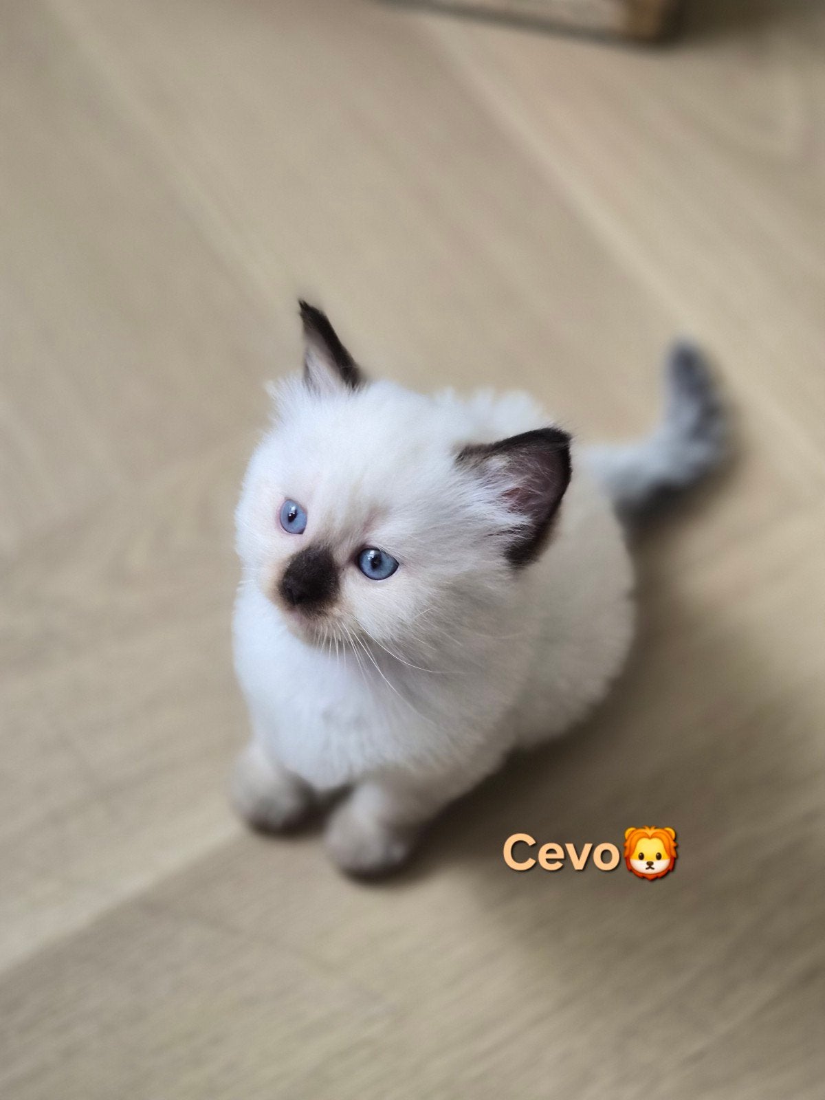 Raszuivere Ragdoll kittens van Mirza&Maysa
(bleupoint), Meerdere dieren