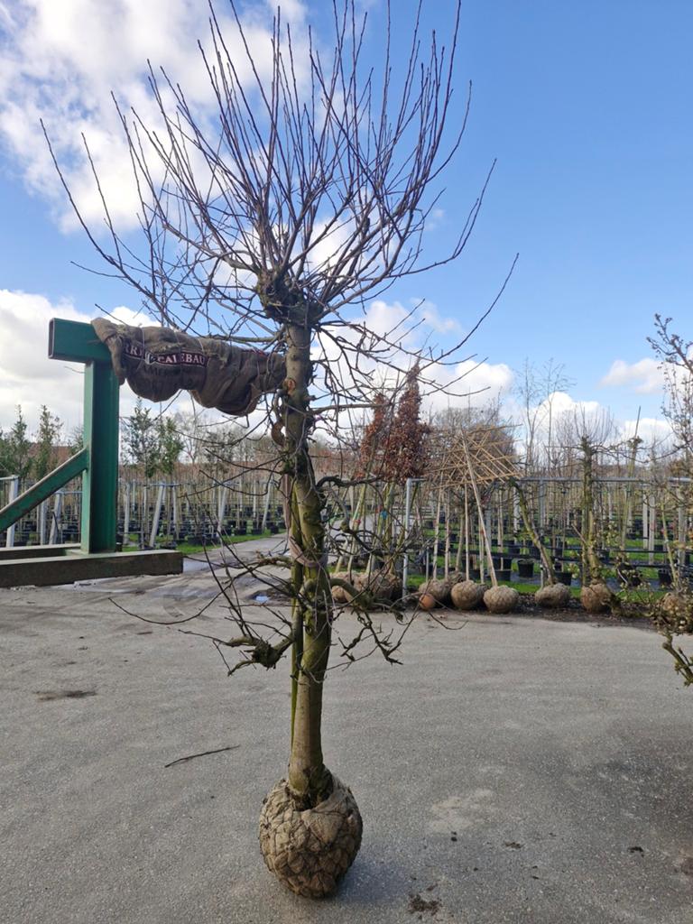 Malus Elstar Appelboom -, Tuin en Terras, Planten | Bomen, Ophalen