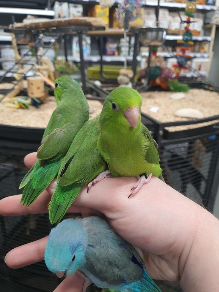 Lieve Forpussen beschikbaar., Meerdere dieren, Geringd