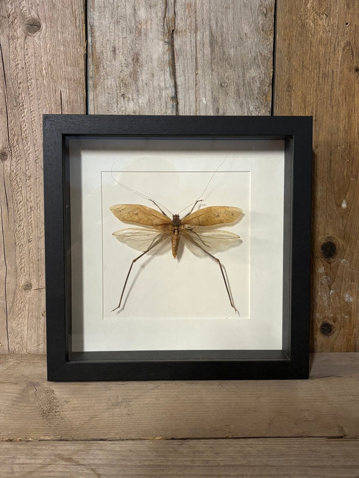 Mooie luxe lijst met een Langpotige Sabelsprinkhaan, Ophalen of Verzenden, Nieuw, Insect, Opgezet dier
