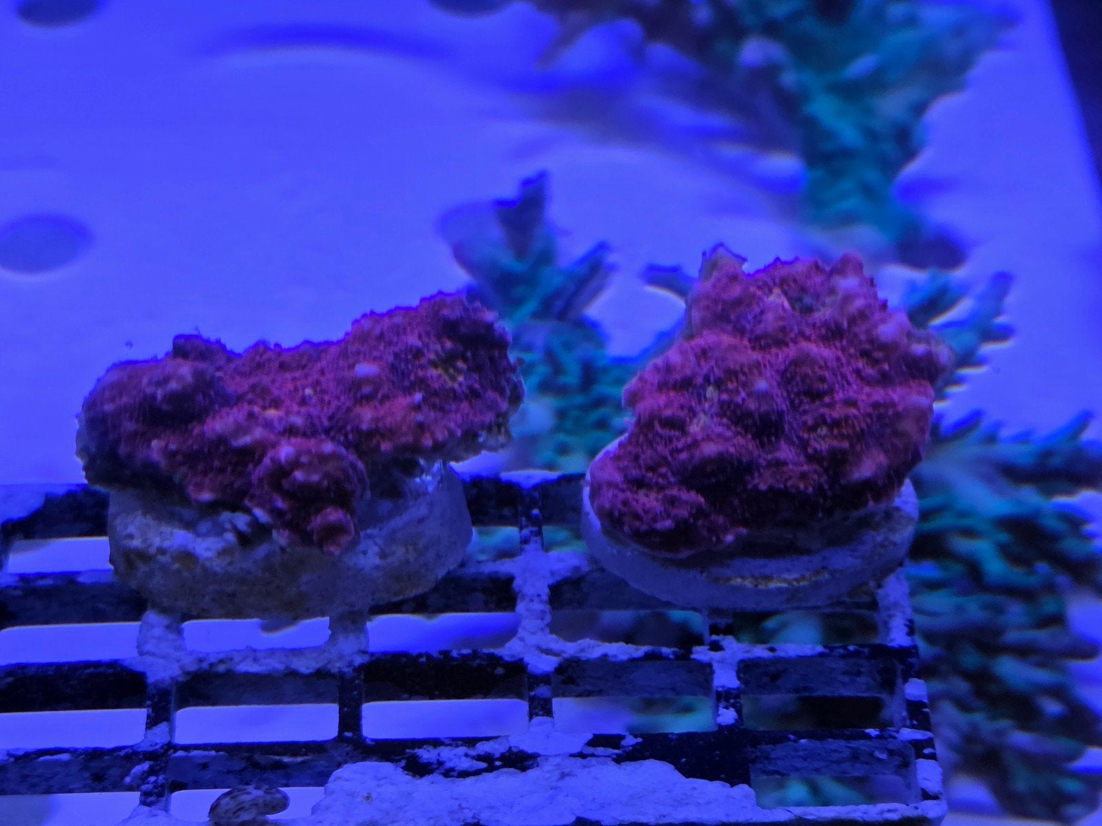Echinophyllia Chalice Pink Bobbys, Dieren en Toebehoren, Vissen | Aquaria en Toebehoren, Ophalen, ., Plant(en), Steen of Hout