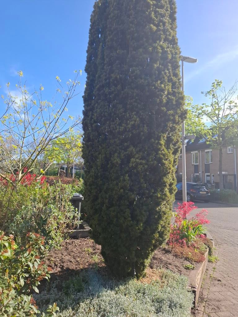 Taxus zelf uitgraven, Tuin en Terras, Planten | Tuinplanten, Ophalen, Vaste plant, Overige soorten