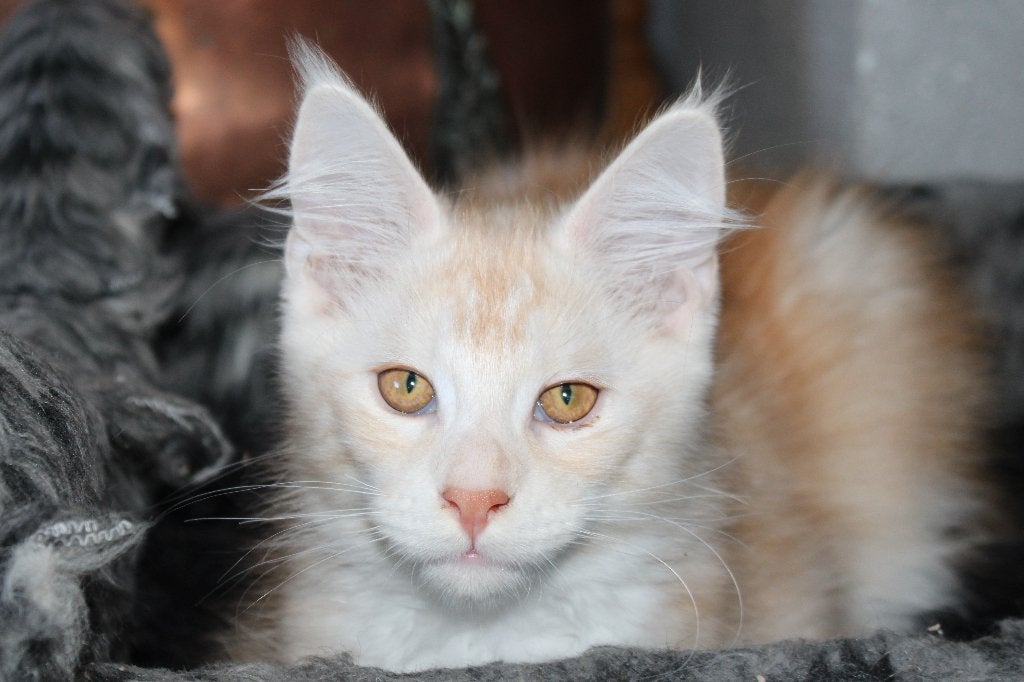 Maine coon katertje met stamboom, Kater, Met stamboom, 0 tot 2 jaar