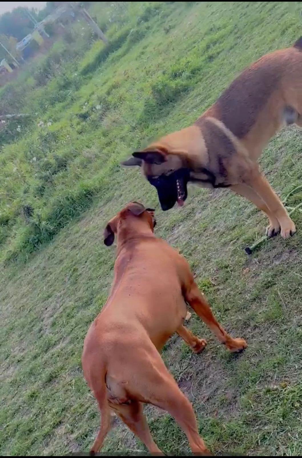 PRACHTIGE PUPPY’S TE KOOP kruising Rhodesian/Duitse Herder, 8 tot 15 weken, Meerdere, Meerdere dieren, Klein