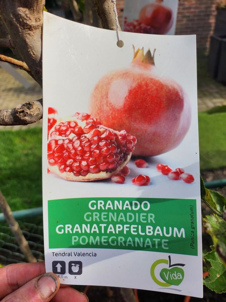 Fruitboom - Diverse soorten beschikbaar!, Lente, Volle zon, In pot, Ophalen of Verzenden