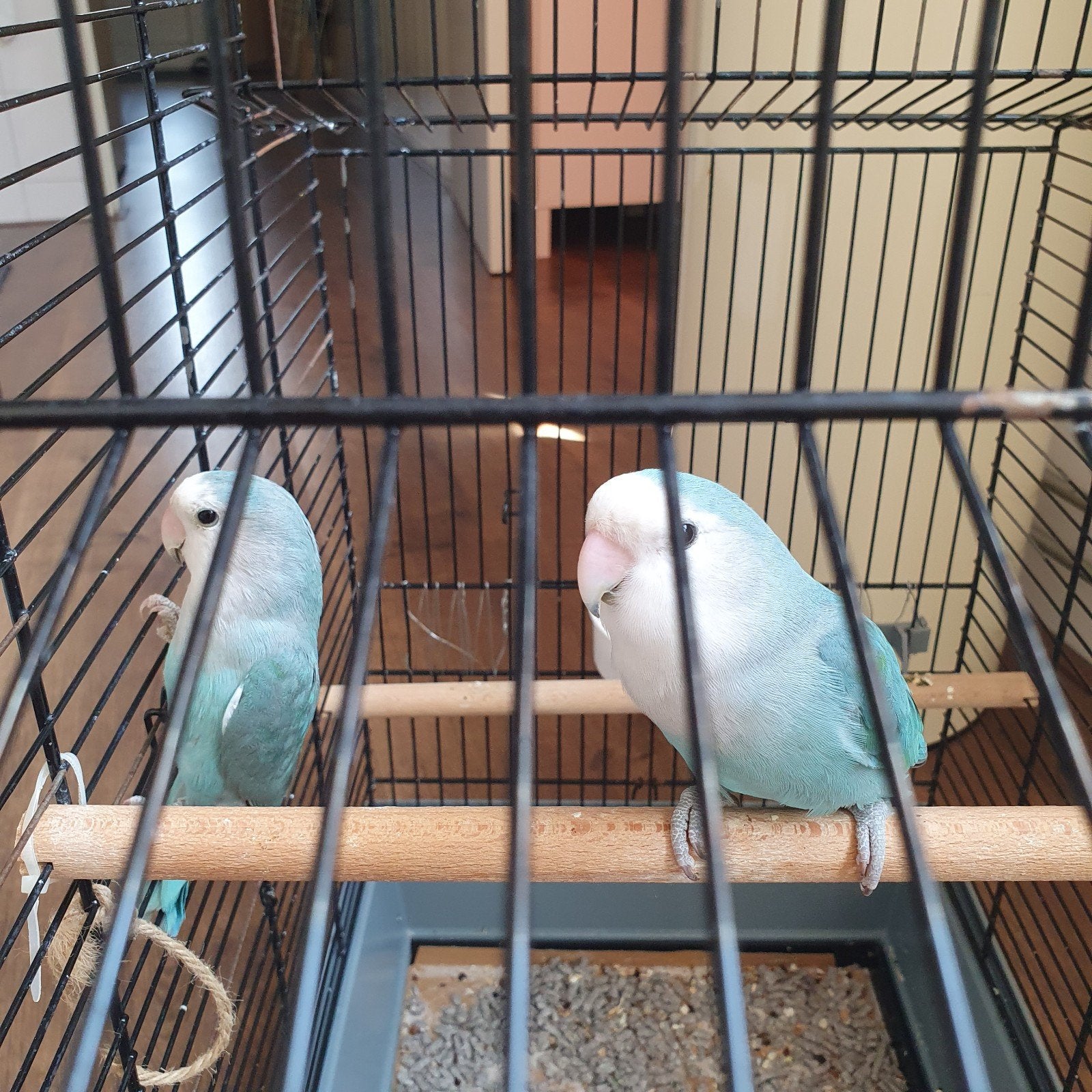 Twee Agapornis met kooi, Meerdere dieren, Dwergpapegaai of Agapornis