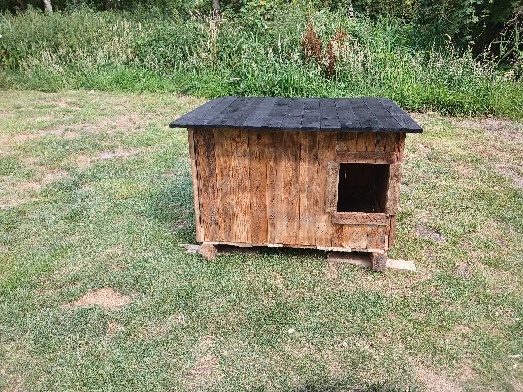 Hond,kat kippen hok te koop, Dieren en Toebehoren, Vrouwelijk, Overige soorten