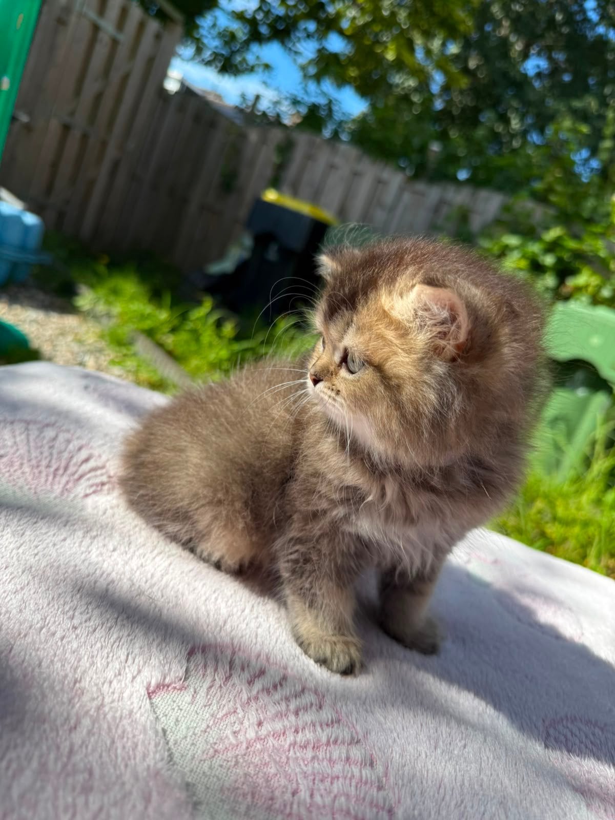 Prachtige Britse Korthaar / Langhaar (Golden), Dieren en Toebehoren, Katten en Kittens | Raskatten | Langhaar, Meerdere dieren