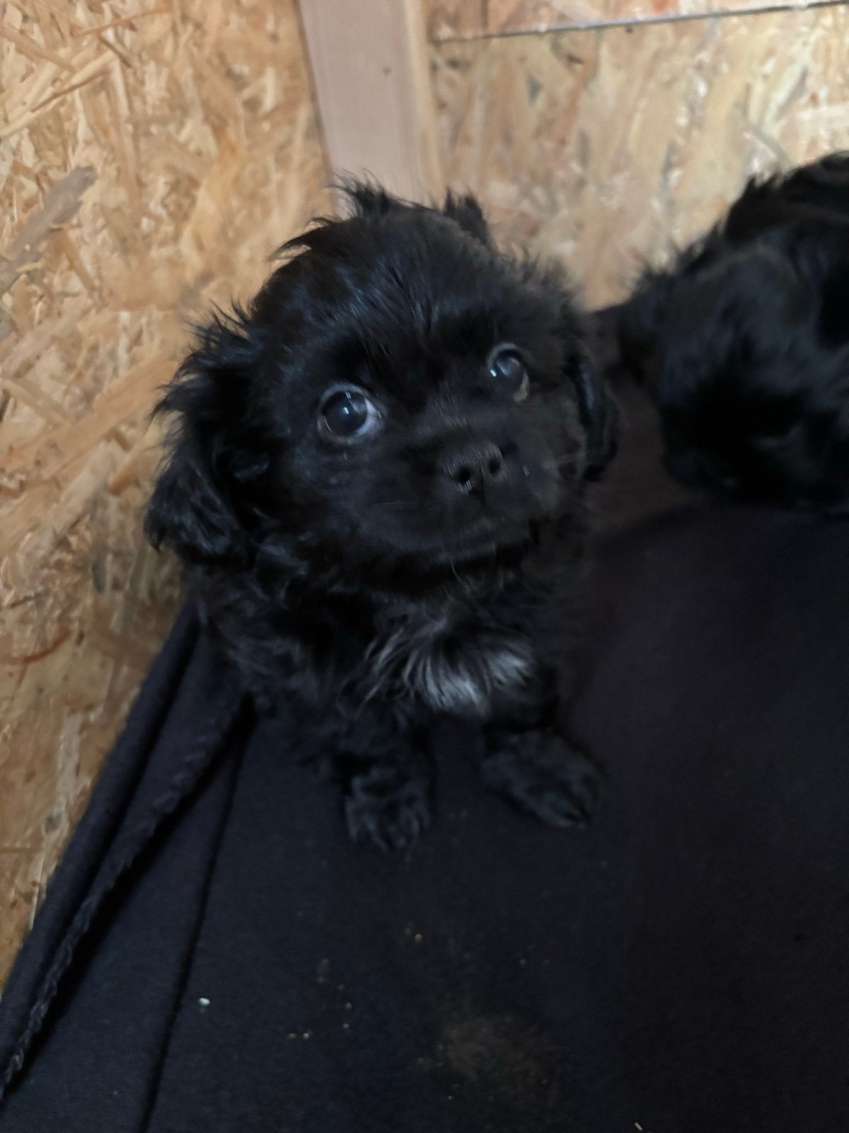 Chipoo pups, Dieren en Toebehoren, Meerdere, Meerdere dieren, Klein, Nederland