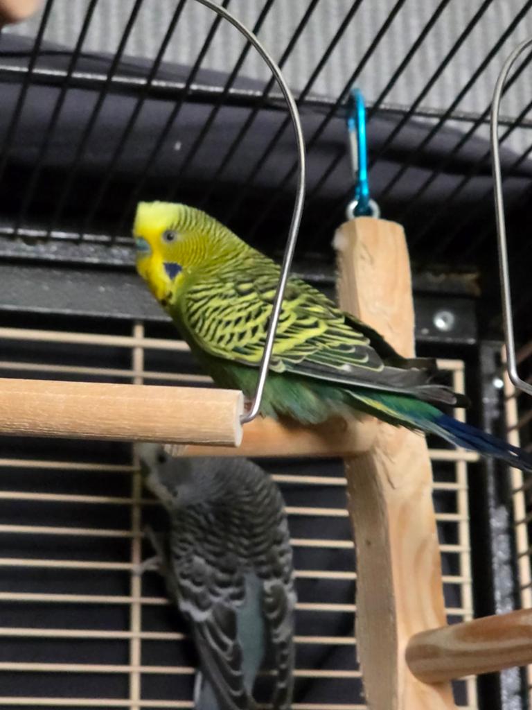Grasparkiet koppel, Meerdere dieren, Parkiet