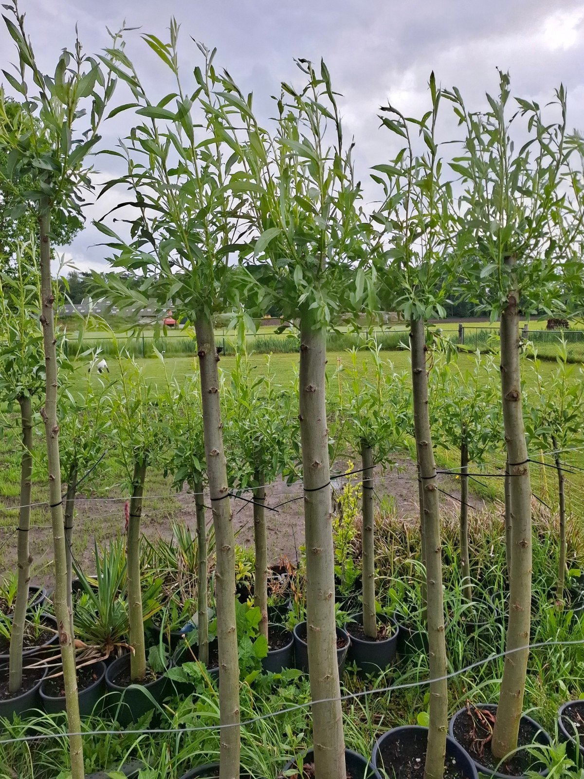 Mooie knotwilgen te koop, Tuin en Terras, Planten | Bomen, Overige soorten, 100 tot 250 cm, Zomer, Ophalen