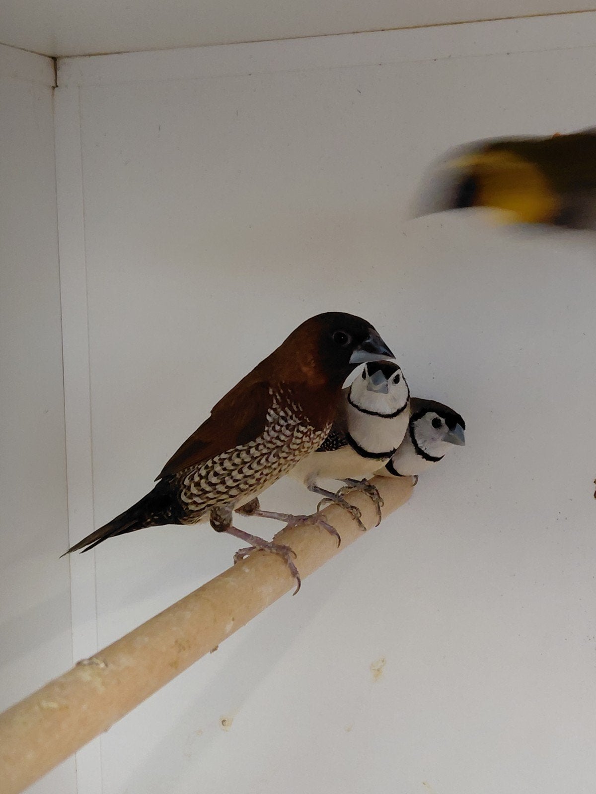 muskaatvink, Dieren en Toebehoren, Geslacht onbekend, Tropenvogel