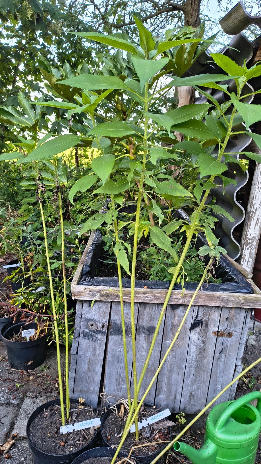 Aardpeer planten - Helianthus tuberosus, Ophalen, Volle zon