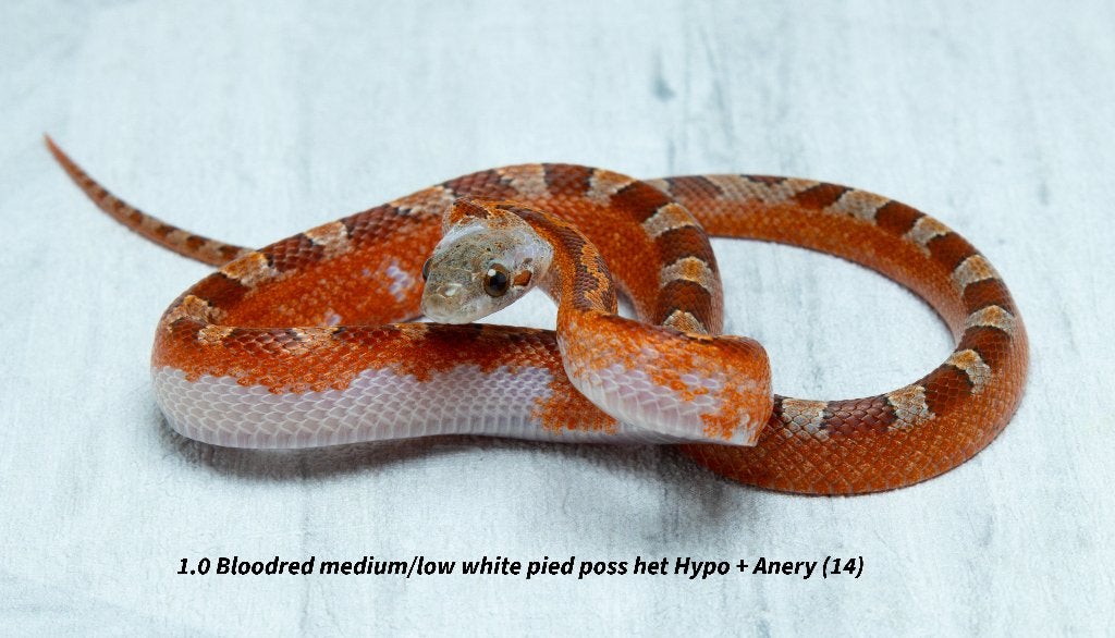 Top kwaliteit NK2026 Piedsided rattenslangen. Rat Snake photo 11