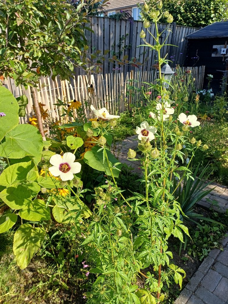 Hibiscus Cannabinus - Kenaf plant voor uw tuin, Ophalen of Verzenden, Voorjaar, Volle zon, Zaad