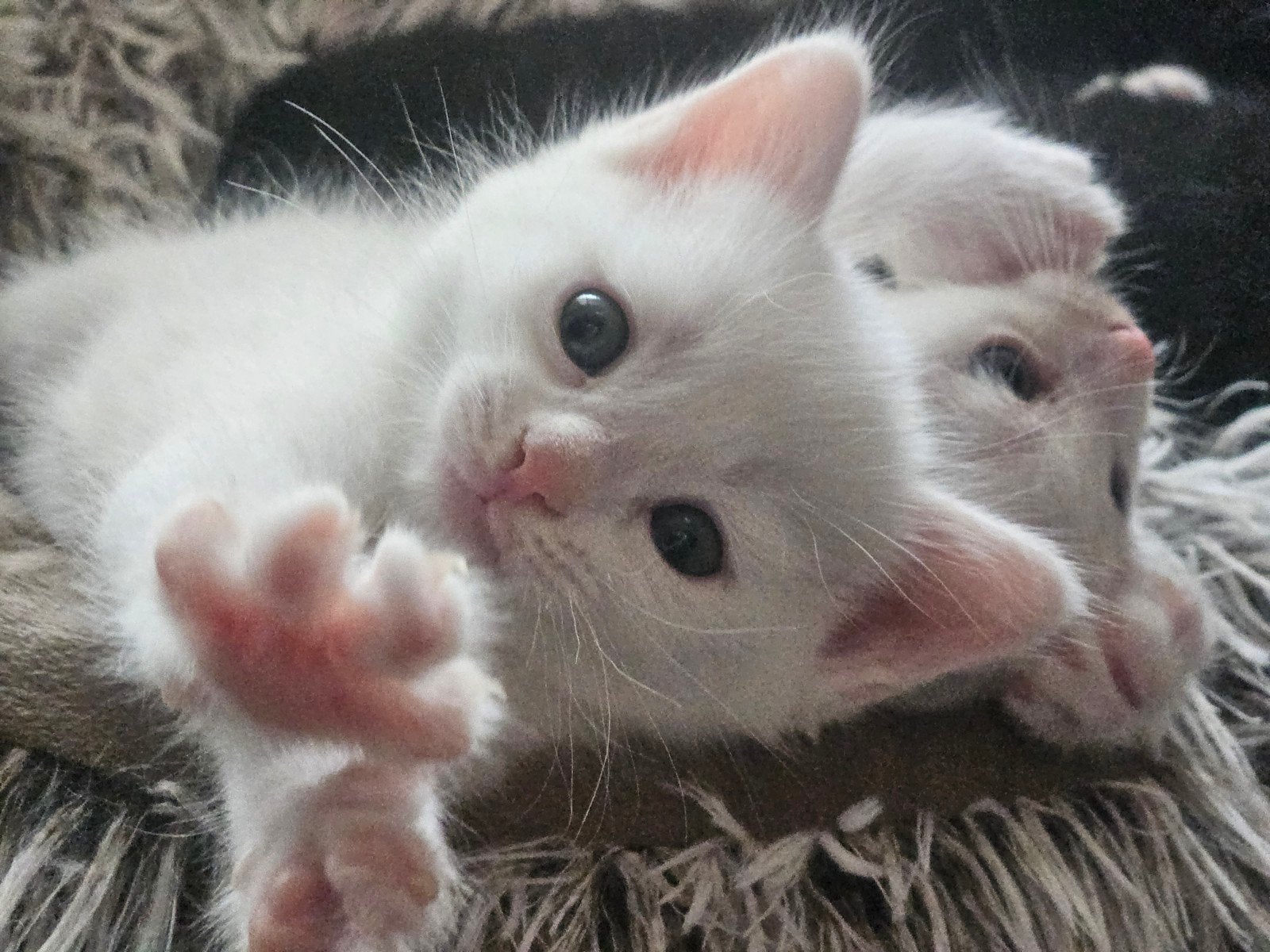 prachtige witte kitten, Meerdere dieren