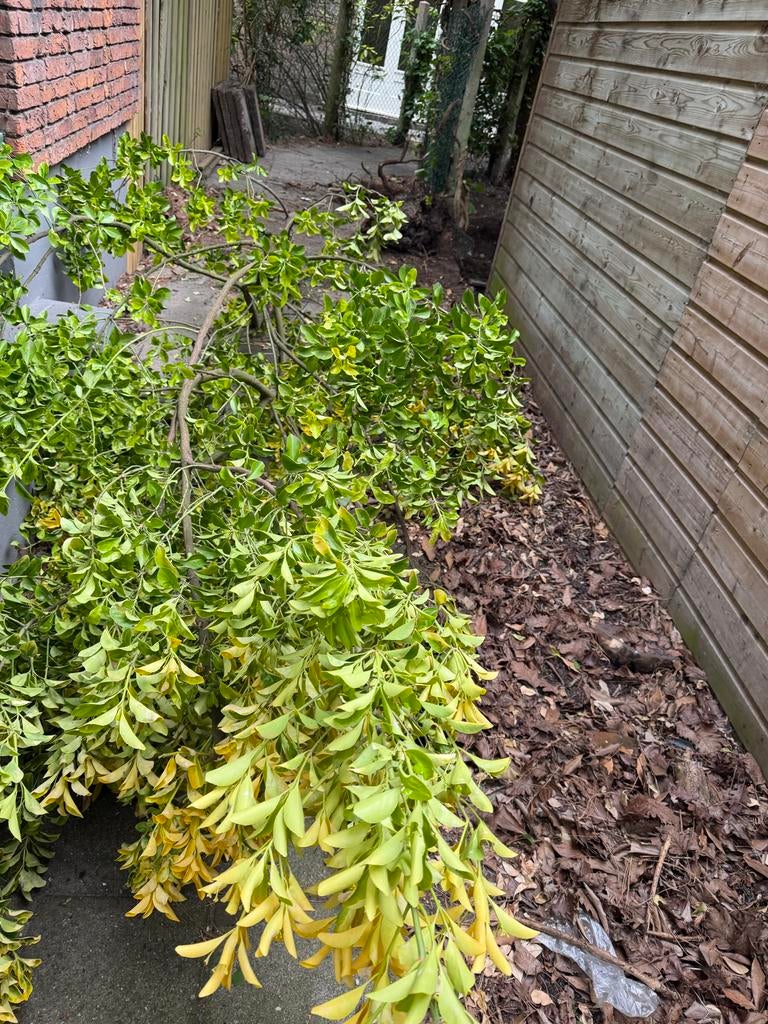 Boom 5m hoog voor herbeplanting, Tuin en Terras, Planten | Bomen, Ophalen, Bloeit niet, Halfschaduw, Overige soorten