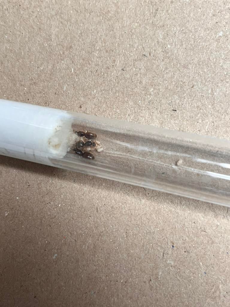 Lasius flavus 3q