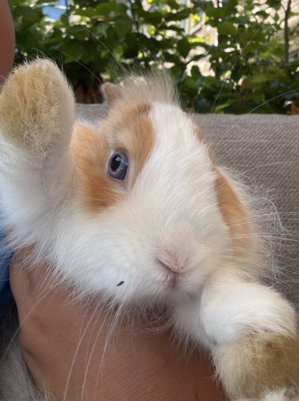 Lieve mannelijke Dwerg konijn van 1.5 jaar, Dieren en Toebehoren, Konijnen, Mannelijk