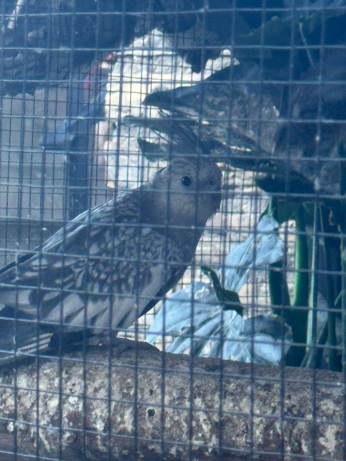 Valkparkiet pop, Dieren en Toebehoren, Vrouwelijk, Parkiet