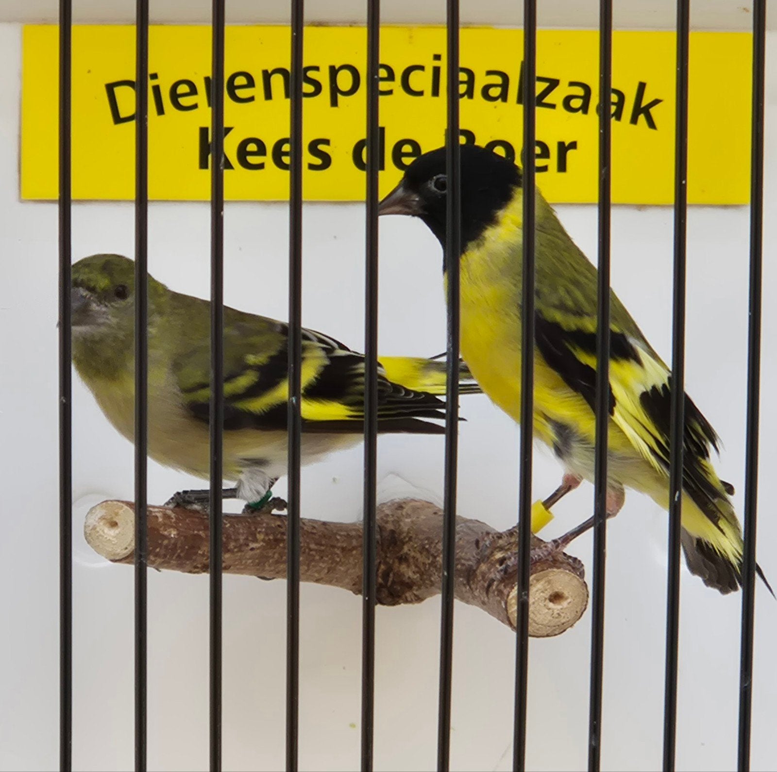 zwartkopsijzen
