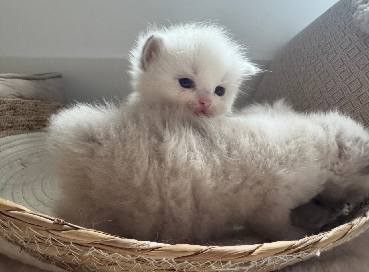 Ragdoll kittens met stamboom- La Belle Vie Ragdolls, Met stamboom