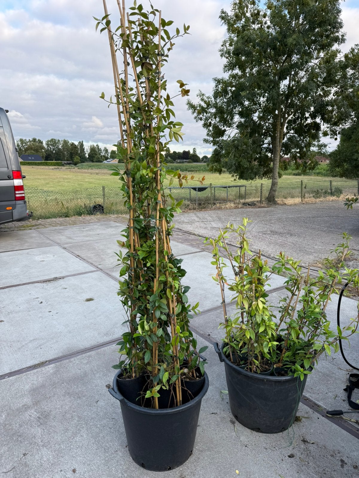 Toscaanse jasmijnen even de laatste voor mooi prijsje, Ophalen, Volle zon, Vaste plant, Klimplanten
