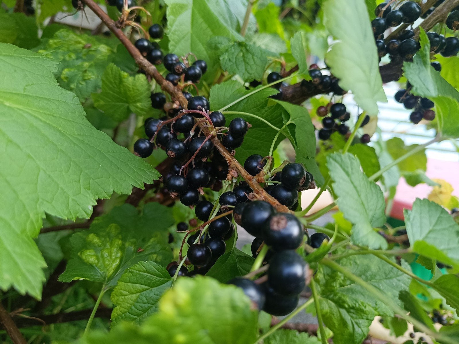 Zwarte bessen zoetzuur te koop 2 euro voor 300 gram, Ophalen of Verzenden, Minder dan 100 cm, Overige soorten, Zomer