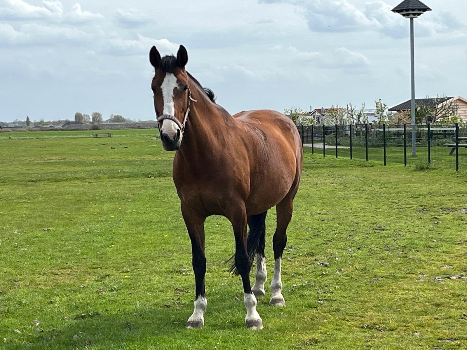 **Te koop: KWPN merrie (2013) allrounder., Dieren en Toebehoren, Paarden, Merrie, Dressuurpaard