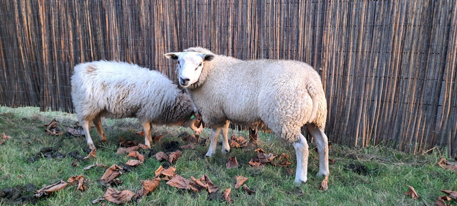 Dekram Engels Texelaar x boeren Texelaar, Mannelijk, Schaap, 0 tot 2 jaar
